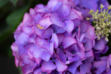 紫陽花　あじさい　hydrangea　花言葉
