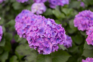 紫陽花　あじさい　hydrangea