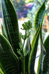 Blooming Sansevieria, snake plant, mother-in-law's tongue flower