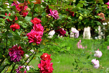 Paris, France. Roses blooming at the Palais Royal. May 21, 2023.