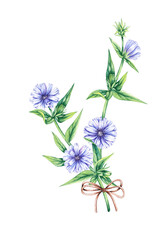 Watercolor bouquet with chicory on a white background