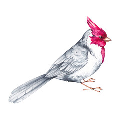 Watercolor cardinal bird, Gray cardinal, on a white background