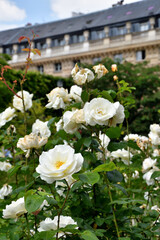 Paris, France. Roses blooming at the Palais Royal. May 21, 2023.