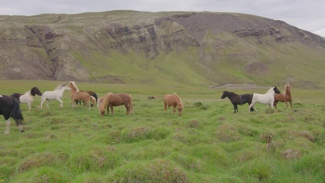 Young playful Icelandic ponies rearing in mountain pasture