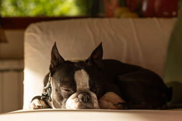 beautiful black and white boston terrier dog resting on the white sofa in the house
