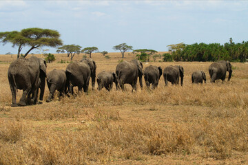 Obraz premium Line of elephants