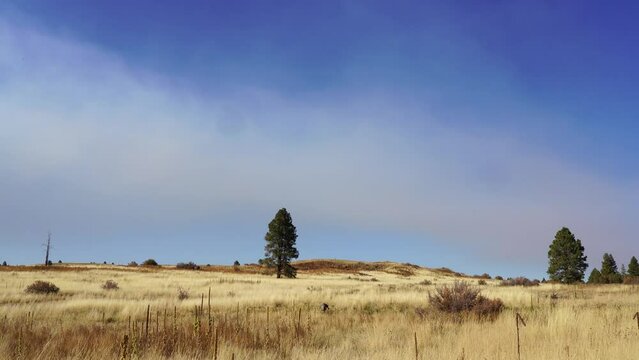 Fall in Hart Prairie with Smoke in Northern Arizona, Flagstaff, America, USA.