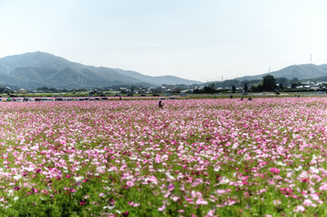 栃木県真岡市　満開のコスモス