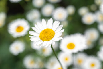 Obraz premium macro shot of white daisy against flowery background with place for text