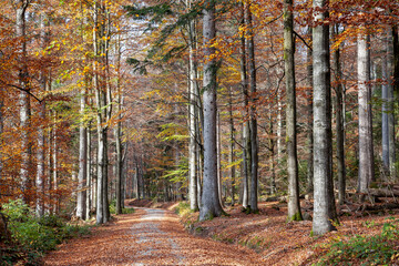 autumn, autumn beech forest, sunny fall day, fagus sylvatica, beech colorful leaves, bright autumn