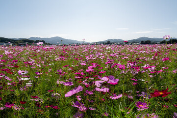 Fototapeta premium 栃木県真岡市 満開のコスモス