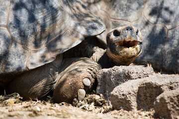 Dome shaped Giant Tortoise ( Geochelone elephantopus ) on Santa Cruz in the Galapagos