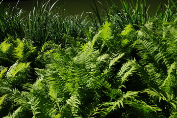 Fern Leaves