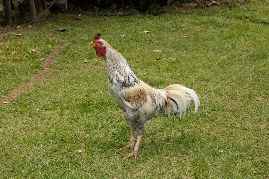 galo caipirira comendo na grama 