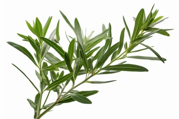 Isolated sprig of French tarragon on a transparent background. Generative AI
