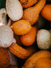 A Harvest of pumpkins