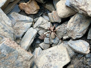 large mountain spider among the stones