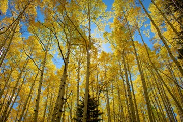 Eyes Up at Aspens