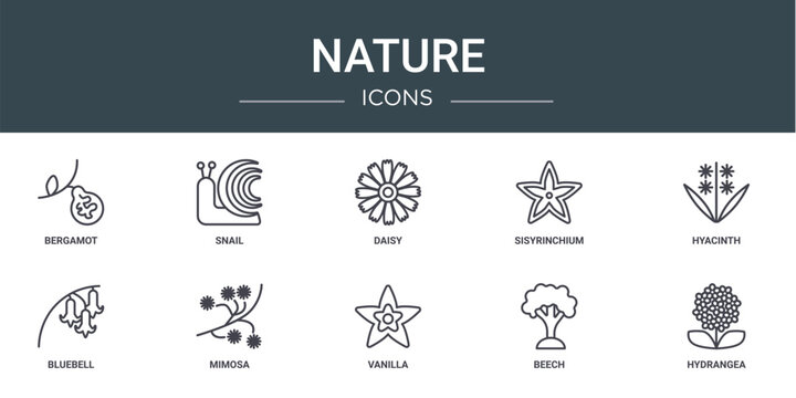 set of 10 outline web nature icons such as bergamot, snail, daisy, sisyrinchium, hyacinth, bluebell, mimosa vector icons for report, presentation, diagram, web design, mobile app