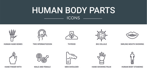 set of 10 outline web human body parts icons such as human hand bones, two spermatozoon, thyroid, big cellule, smiling mouth showing teeth, hand finger with a ribbon, male and female gender vector
