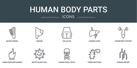 set of 10 outline web human body parts icons such as blood vessel, bosom, cellulite, human liver, excretory system, hand gesture raising the index finger, white blood cell vector icons for report,
