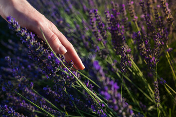 lavender field, female hand touching lavender
