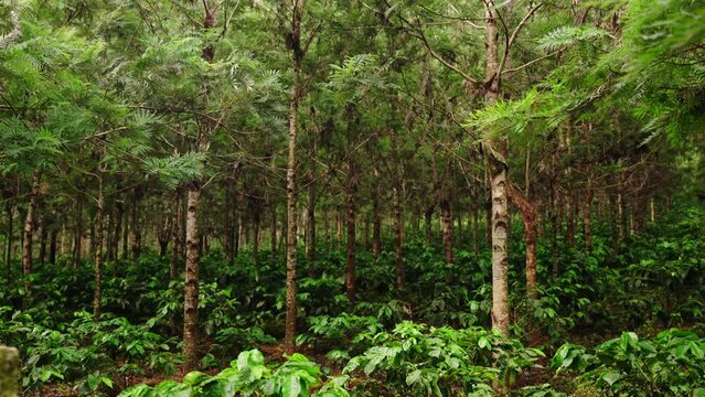 Silver Oak tree with coffee tree plantation