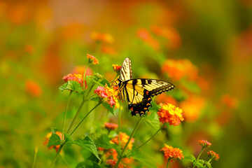 Butterfly on a flower.