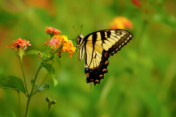 Butterfly on a flower