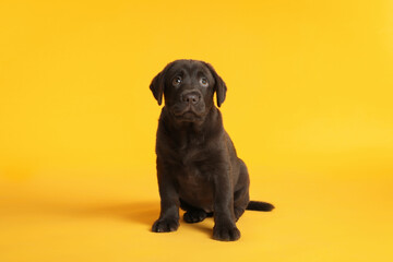 Fototapeta premium Cute chocolate Labrador Retriever puppy on yellow background