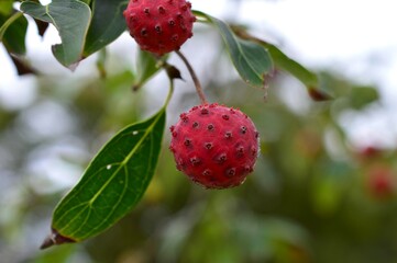 赤いヤマボウシ（山法師）の実