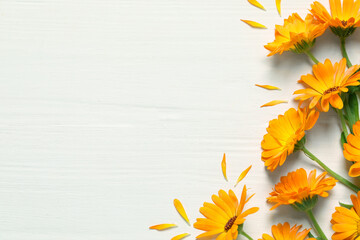 Beautiful fresh calendula flowers on white wooden table, flat lay. Space for text