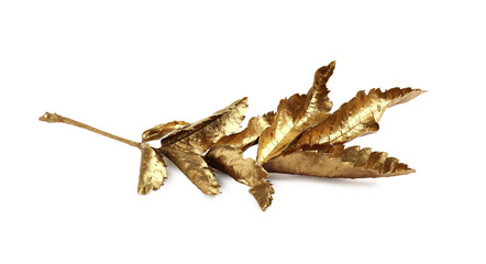 Twig of golden rowan leaves isolated on white. Autumn season