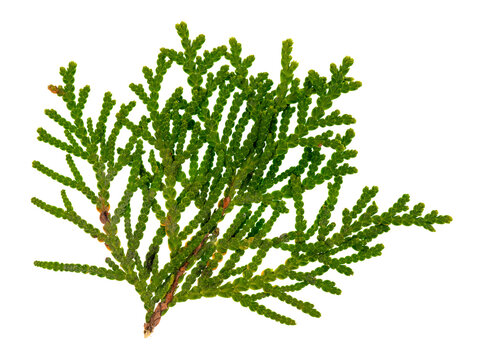 Macro image of a cedar branch showing the details of the tree&rsquo;s structures. On a clean background.
