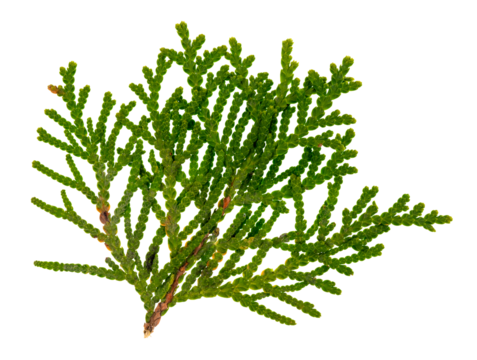 Macro image of a cedar branch showing the details of the tree’s structures. On a clean background.
