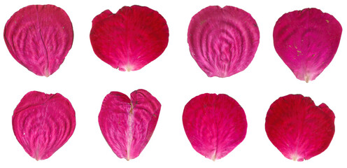 Romantic Red Rose Petals Set: 8 Real Dried Flowers on Transparent Background. Ideal for Scrapbooking and Floral Art Projects. PNG High Resolution