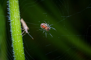 A stink bug passes near an Alpaida versicolor spider creeping in the middle of her web.