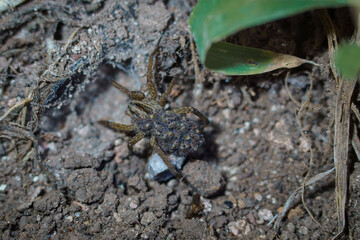 A wolf spider (Lycosa sp.) on the ground carrying her offspring.