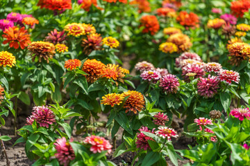 Very beautiful flowers in the flowerbed. Background with selective focus and copy space