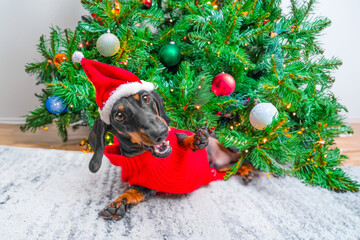 Dog in festive Santa hat dropped decorated Christmas tree, lies in ugly sweater on carpet with funny raised paws, open mouth with funny grimace Pet prank Naughty puppy frolicking on New Year Eve