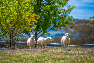 On the farm with the sheep