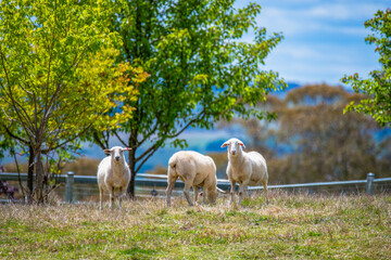 On the farm with the sheep