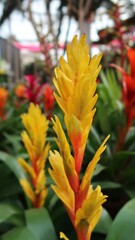 The Vriesea Carinata Yellow and Orange bromeliad is a beautiful yellow plant with orange accents. The plant is a popular choice for home growers due to its easy care requirements and striking appearan
