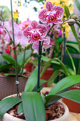 The Phalaenopsis Chia Berry orchid has beautiful exotic pink flowers with red dots. The flowers are large and showy, with a sweet fragrance. The orchid is a popular choice for home growers due to its 