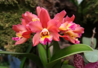 The Cattleya color Guayaba orchid has beautiful salmon-colored flowers. The flowers are large and showy, with a delicate fragrance. The orchid is a popular choice for home growers due to its easy care