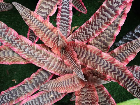 The Cryptanthus Elaine plant is a beautiful exotic plant with pink, gray, and white stripes. The plant is a popular choice for home growers due to its easy care requirements and striking appearance.