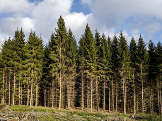 Panoramic view of pine trees in forest against sky