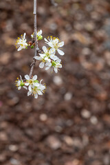 closeup of European plum tree branch with flowers and buds on blurred background with copy space