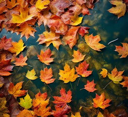 Naklejka na ściany i meble Autumn Maple Water