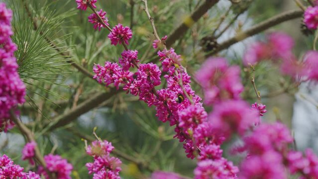 Bombus Pascuorum Harvesting Pollen From Pink Judas-Tree. European Cercis Or European Scarlet. Close up.